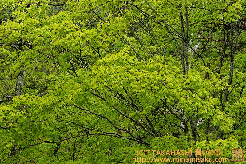 ../Images/7R250517 (71).jpg